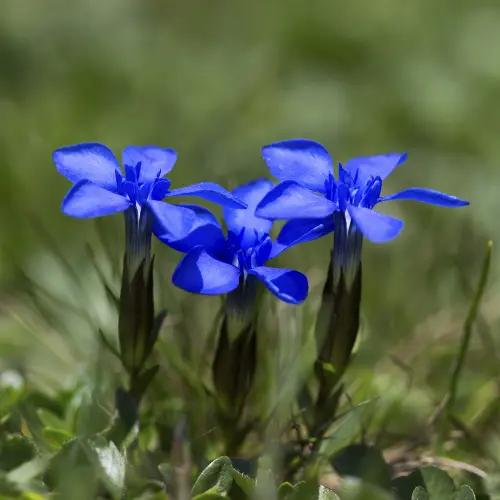 Blue is good