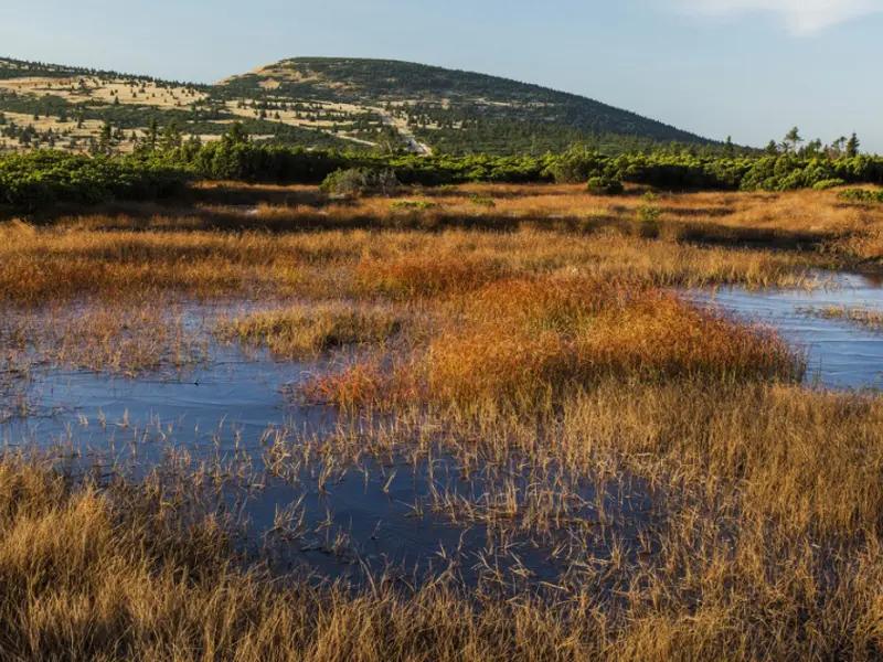 Wetlands in the Giant Mountains
